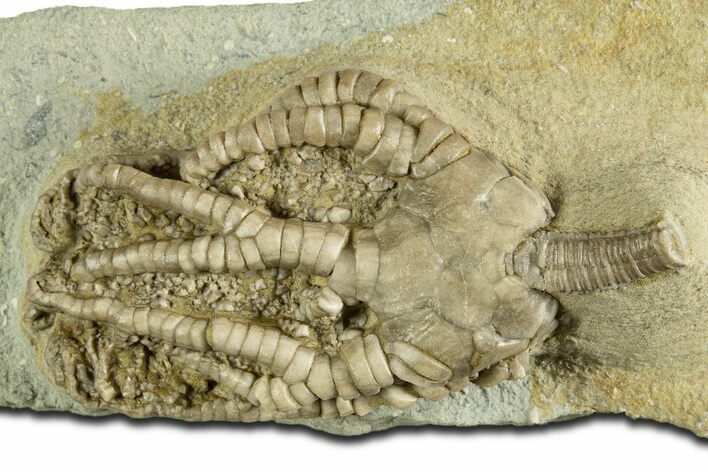 Fossil Crinoid (Barycrinus) - Crawfordsville, Indiana #344777